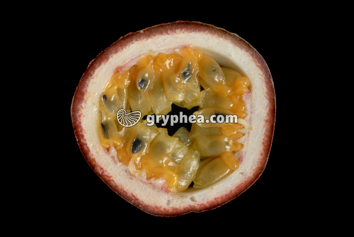 Fruit de la Passion CT - gryphea.com